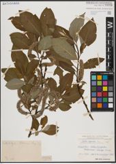Foto von Salix caprea L.